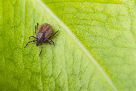 Which Ticks Carry Lyme Disease