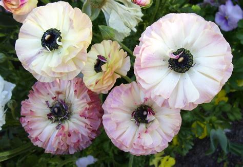 Flowers that look like small lilies. Flowers That Look Like Poppies by TardisDreamer on DeviantArt