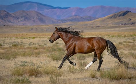 Photographs Of Onaqui Wild Horses July Photography Of Wild Horses