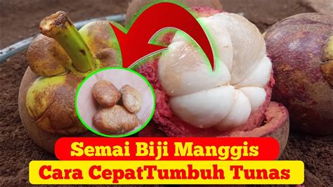 Cara Semai Biji Manggis Agar Cepat Tumbuh Tunas Yang Baik Dan Benar Youtube