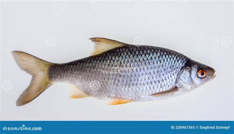 Carp Like Freshwater Fish Cyprinid Stock Image Image Of Exam Fish