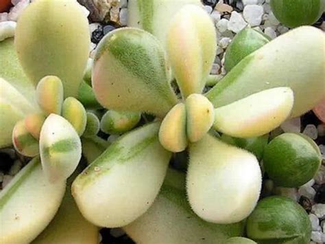 Its scientific name is interestingly enough named after the american a larger number of these cacti do not ever grow arms and are called spears. Crassula rogersii f. variegata | Crassula | Succulents ...