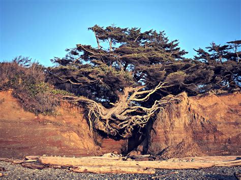The Tree Root Cave Aka The Tree Of Life At Kalaloch Beach In