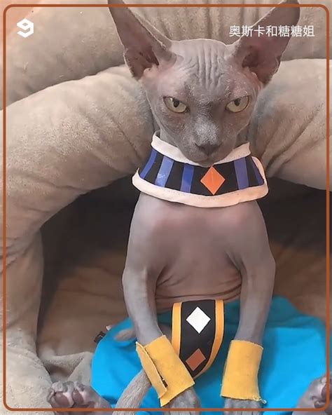 9gag Cute Sphynx Cats Resembling Beerus In Dragon Ball