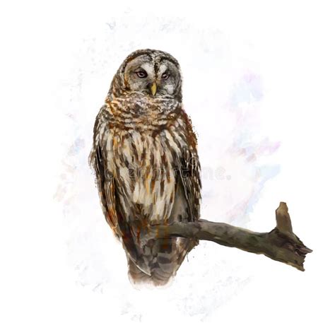 Share More Than 76 Barred Owl Sketch Ineteachers