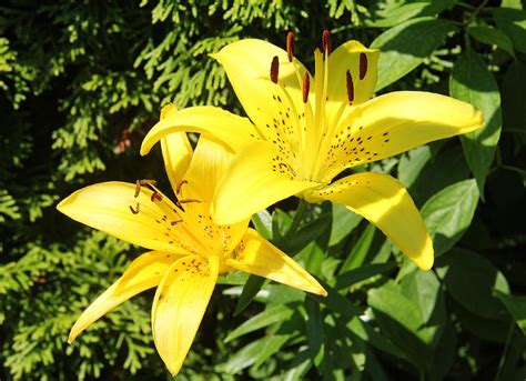 Yellow Lilies Photograph By Laurie Tracy Fine Art America