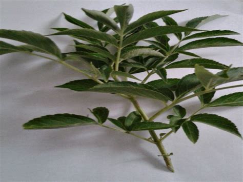 We did not find results for: How to Grow from Cuttings - Mike's Backyard Nursery
