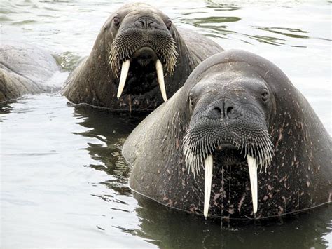 Two Walpopos In The Water With Their Long Tusks Sticking Out From Them