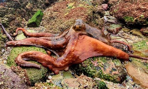 Australian Octopus Climbs Out Of A Rock Pool And WALKS Across Dry Land