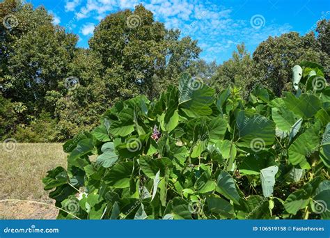 Kudzu Up Close Stock Photography 6030530