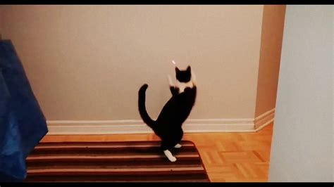 Cat Jumps Slow Motion 1080p Youtube