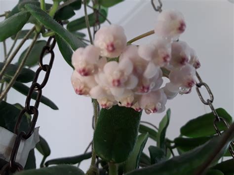 There are 54 hoya rotundiflora for sale on etsy, and they cost $53.97 on average. Hoya rotundiflora (411719349) ᐈ Köp på Tradera