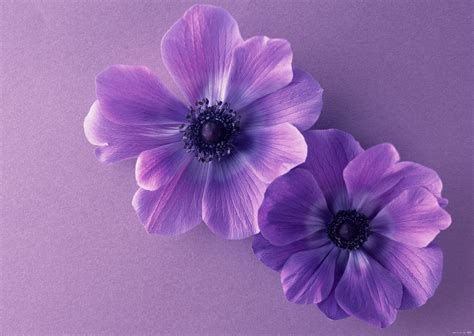 2560x1080 Resolution Purple Anemone Flowers Purple Flowers HD HD