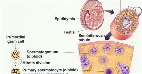 Bagaimana tahap gastrulasi pada perkembangan embrio manusia? Tahapan Perkembangan Embrio Pada Manusia Secara Berurutan ...