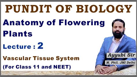 Vascular Tissue System Anatomy Of Flowering Plant Biology 11 Neet