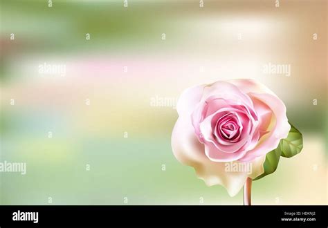 Delicate Pink Rose On A Blurred Green Background Stock Vector Image