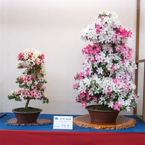 Satsuki Azalea Bonsai At The World Bonsai Convention Bonsai Tonight