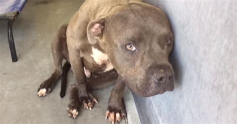 Pit Bull Rescued From Dog Fighting Ring Receives Love For
