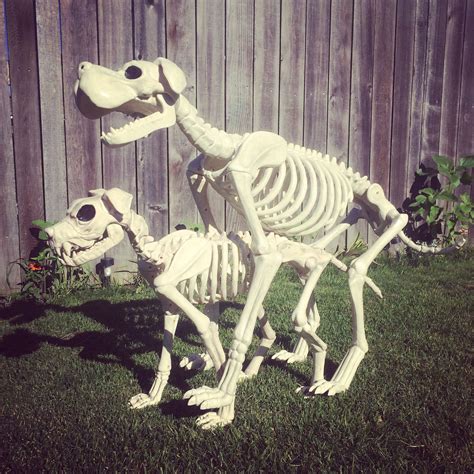 Pin By Crazy Bonez Skeleton On Cool Skeleton Pets Ideas Crazy Bonez