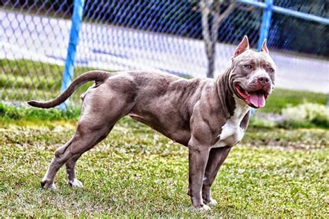 La libertad no tiene precio, viva cuba libre. Pitbull pup prijs. Pitbull hond Uiterlijk, Persoonlijkheid ...
