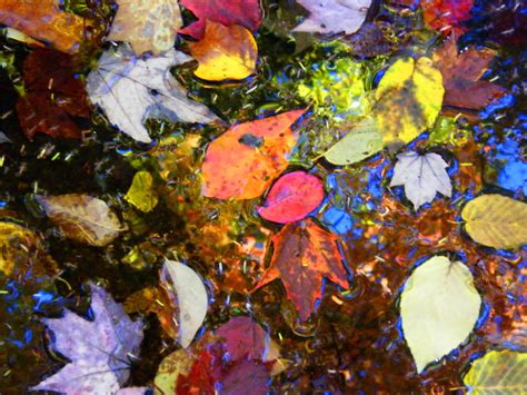 Abstract Water And Autumn Leaves Abstract Autumn Leaves Painting