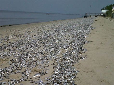 Red Tide Hits Galveston Beach Hundreds Of Thousands Of