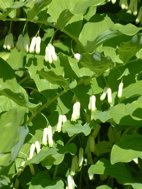 Polygonatum Multiflorum The Beth Chatto Gardens