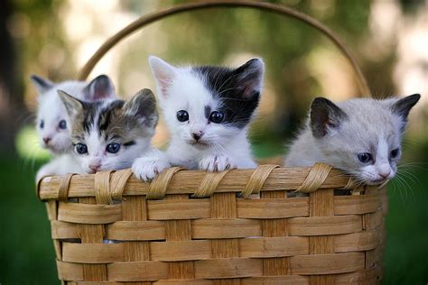 30 Cutest Photos Of Cats In Baskets Best Photography Art Landscapes