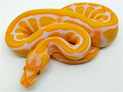 Lavender Albino Super Enchi Morph List World Of Ball Pythons