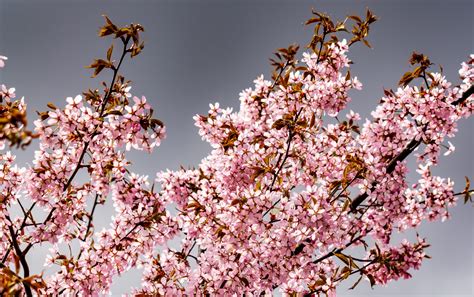 Fotos Gratis árbol Rama Pétalo Comida Primavera Produce Flora