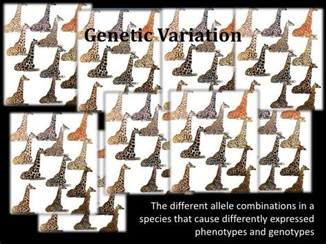 Variation Within Species And Mutations And Selective Advantage