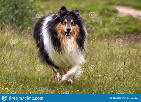 What Kind Of Dog Was Lassie Petfinder