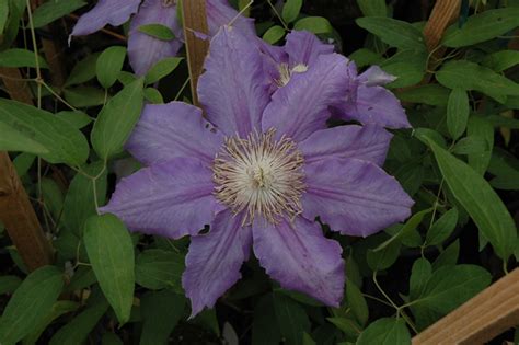 Maybe you would like to learn more about one of these? Countess Of Lovelace Clematis (Clematis 'Countess Of ...