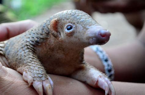 The eight species of pangolin that roam the wilds of asia and africa are strong swimmers who rely on their long tongues. Video Rescued Pangolin Gives Birth in Vietnamese ...