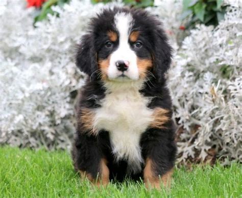 Bred for temperament & health. Greater Swiss Mountain Dog Mix Puppies For Sale | Puppy ...