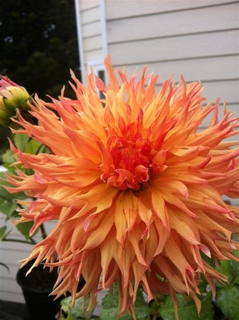 Look at the beautiful flowers (gathering, gathered) by the children. Show me your dahlias - Dahlia Forum - GardenWeb | Dahlia ...
