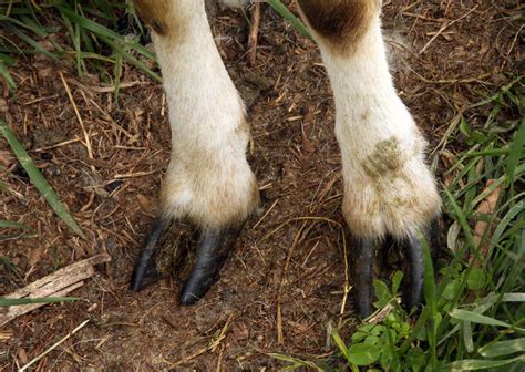 Black hooves | Black-pigmented hooves are hardier than white… | Flickr