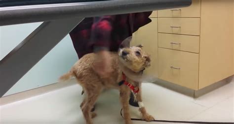 Blind Dog Gets Surgery So He Can See And 14 Million Have Fallen In