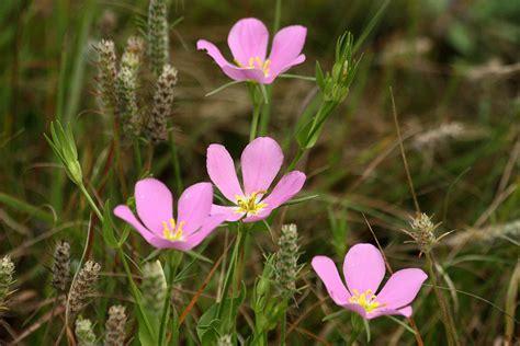 Pink Prairie Sabatia Wildflowers Free Stock Photo Public Domain Pictures