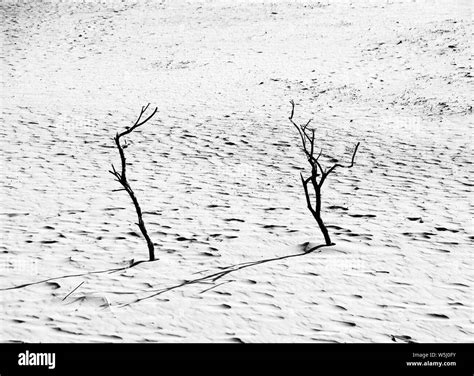 Dead Trees On The Sand At Sunset Black And White Desert Landscape
