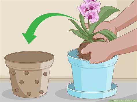 How Much Soil Does A 13 Pot Need For Orchids