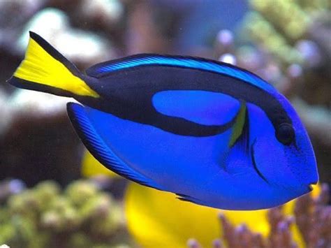 Peixe Dory Blue Tang Tudo Sobre A Espécie E Preço