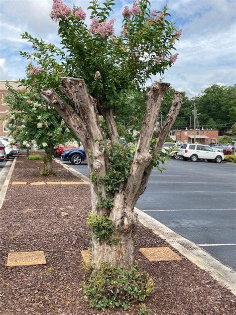 Crape Myrtle Murder Mystery | Growing & Mowing in Bartow County