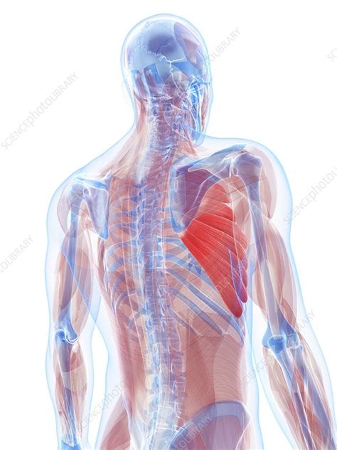 Chest Muscles Artwork Stock Image F0050677 Science Photo Library