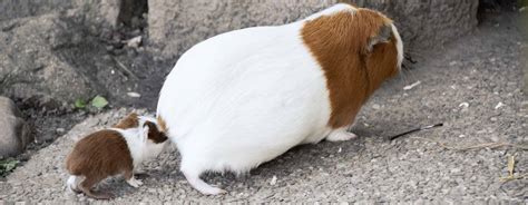 Guinea Pig Life Cycle Reproduction Pregnancy Breeding