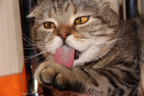 Why Do Cats Have Barbed Tongues Cattitude Daily