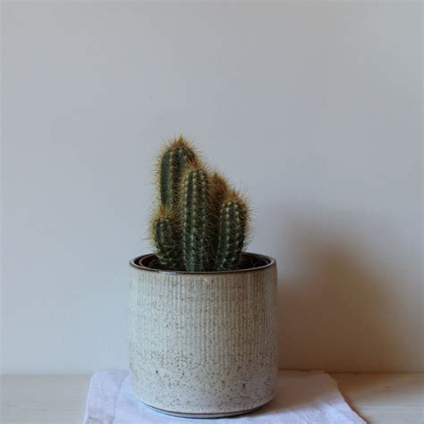Stoneware planter, Cactus pot, Hand thrown planter, Ceramic planter in 2020 | Stoneware planter ...