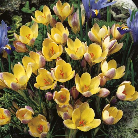 Crocus chrysanthus Advance Bulbe Crocus à fleurs jaunes et