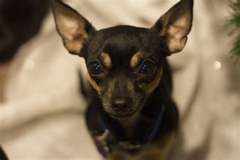 Chihuahua Vs Miniature Pinscher Comparison Dog Oracle
