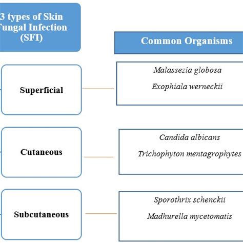 Types Of Skin Fungal Infections 11 14 Download Scientific Diagram